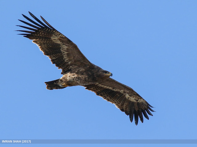 Steppe Eagle (Aquila nipalensis by Imran Shah - Creative Commons Attribution-ShareAlike 2.0 Generic (CC BY-SA 2.0) https://www.flickr.com/photos/gilgit2/28343880408